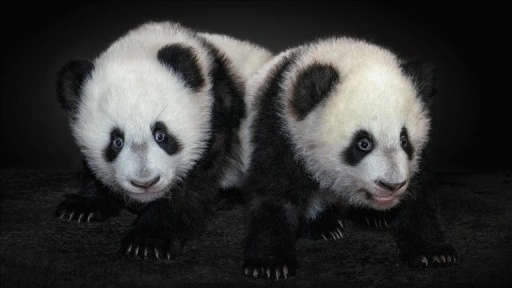 Japonya ikiz pandaların Çin'e dönmesiyle 50 yıl sonra pandasız kalacak