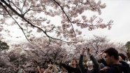 Japonya'nın yeniden doğuşu simgeleyen kiraz çiçekleri 'sakura'