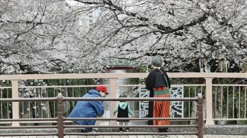 Japonya'da ilkbahar başlangıcının simgesi sakuralar açtı
