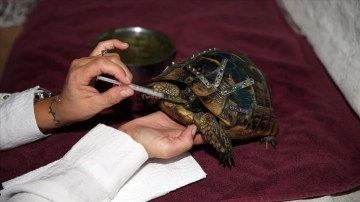 Kabuğu kırılan kaplumbağaya metal plakla müdahale