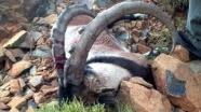 Kaçak dağ keçisi avına 12 bin lira ceza