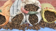 Kaçak salep soğanı toplayan 4 kişiye 240 bin lira ceza