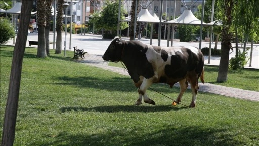 Kaçan kurbanlık boğalar sahiplerine zor anlar yaşattı