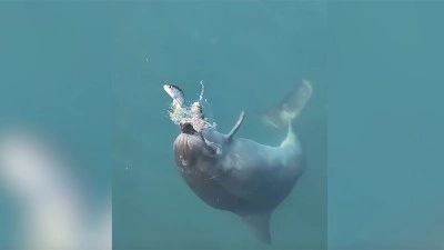Kadık&ouml;y'de iskele yakınında balık avlayan yunuslar cep telefonu kamerasında