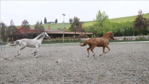 Kadın girişimci, bir atın bulunduğu tesisi 150 sporcunun yetiştiği spor kulübüne dönüştürdü