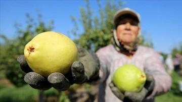 Kadın mevsimlik işçiler meyve bahçelerinde aile bütçesine katkı sağlıyor