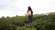 Kadın tarım işçilerin zorlu çilek toplama mesaisi
