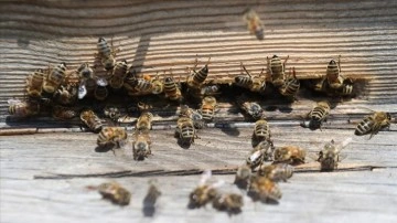 Kafkas arı ırkının bulunduğu bölgelere başka illerden arı sevkine engel