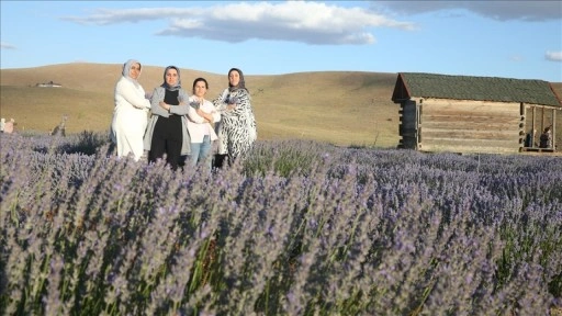 Kahramanmaraş'ın "mor tarlası" kadınlara emanet