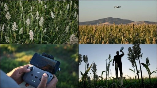 Kahramanmaraş'ta çiftçiler "akdarı"yı kuşlardan dronla koruyor