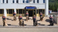 Kahramanmaraş&#039;ta görev yapan 7 hassas burunlu köpek jandarmanın en büyük yardımcısı