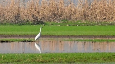Kahramanmaraş'ta yıllar sonra su tutan Gavur G&ouml;l&uuml; kuş sesleriyle yeniden canlandı