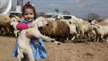 Kahramanmaraşlı depremzede besicilere verilen koyunların ilk kuzuları dünyaya geldi