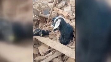 Kahramanmaraş'ta depremden 637 saat sonra enkazdan 2 keçi canlı çıkarıldı