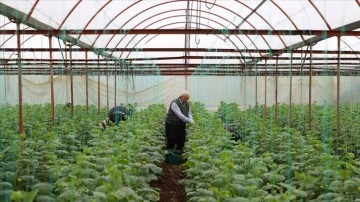 Kahramanmaraş'ta depremzede çiftçiler salatalık hasadına başladı