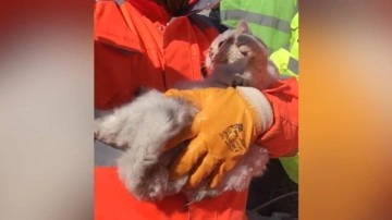 Kahramanmaraş'ta enkaz altında kalan kedi depremin 10. gününde kurtarıldı