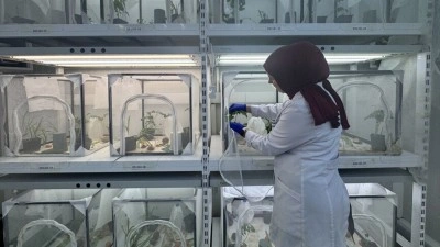 Kahverengi kokarcayla m&uuml;cadele kapsamında 40 ilde doğaya 1 milyon 650 bin samuray arısı salınacak