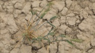 Kanada&#039;da aşırı sıcaklarla gelen kuraklık tarımsal afete neden oldu