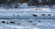 Kanada’da körfeze giden sular dondu, foklar mahsur kaldı