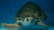 'Kaplumbağa Dilek' denize açılmak için gün sayıyor