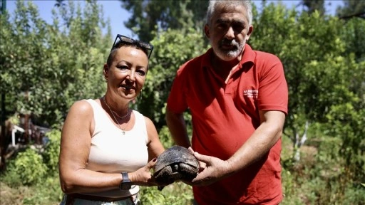 Kaplumbağanın kırık kabuğu ahşap ustasının dokunuşuyla onarıldı