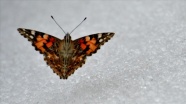 Kar üzerinde görülen kelebekler şaşkınlık yarattı