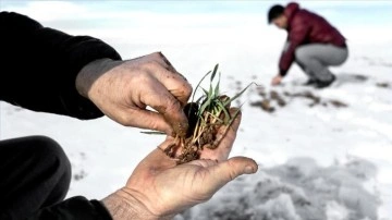 Kar yağışı çiftçiler kadar besicileri de sevindirdi