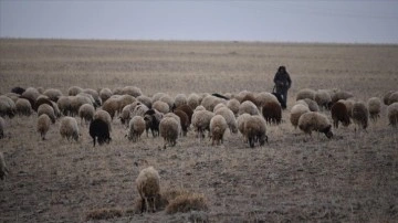 Kar yağmayınca besiciler "yem masraflarından tasarruf" için hayvanlarını meraya çıkardı