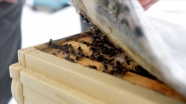 'Kara kış'ı kar altında geçiren 'Kafkas arısı' bal verimini artırıyor