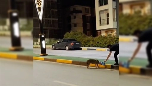 Karabük'te başına poşet takılan çakal kurtarıldı