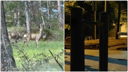 Karabük'te karacalar, yaban domuzları ve tilki kamerada
