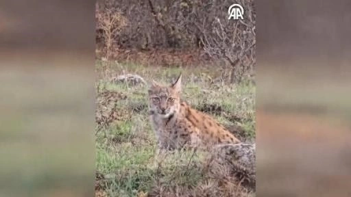 Karabük'te nesli tehlike altındaki vaşak görüntülendi