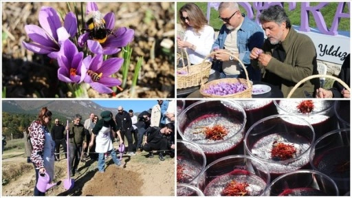Karabük'te "Safran İmecesi" etkinliği düzenlendi
