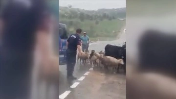 Karabük'te jandarma ekipleri sürünün güvenli geçişi için trafiği durdurdu