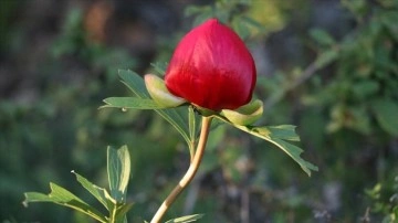 Karabük'te koruma altındaki "ayı gülü" çiçek açtı