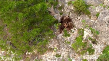 Karabük'te yaban hayvanları dronla görüntülendi