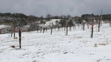 Karabük'ün elma ve armut türleri koruma altına alındı