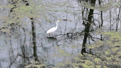 Karacabey Longozu etkili olan yağışlarla doldu
