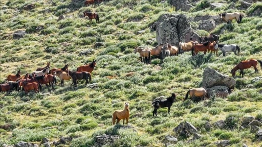 Karadağ'ın yılkı atları krater çevresinde dolaşıyor