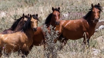 Karadağ'ın krater çukurunda yaşayan yabani atlar görüntülendi