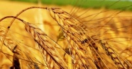 Karademir: ‘Buğdayda taban fiyat 1.2 TL olmalıdır’