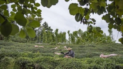 Karadeniz'de stratejik sekt&ouml;rlere yatırım yapan illere teşvik