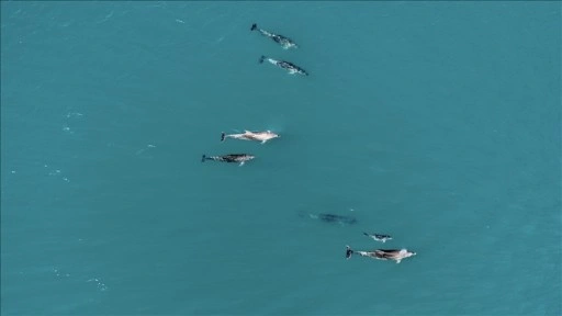 Karadeniz'de sürü halinde dolaşan yunuslar dronla görüntülendi