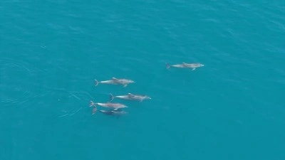Karadeniz'de s&uuml;r&uuml; halinde y&uuml;zen yunuslar dronla g&ouml;r&uuml;nt&uuml;lendi