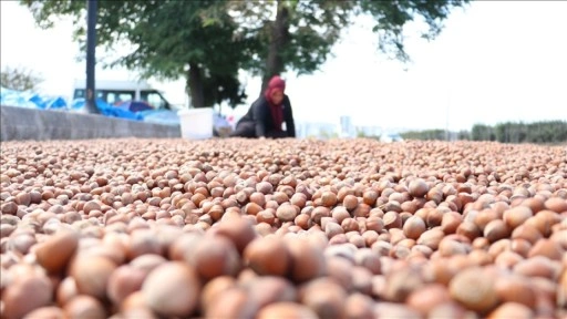 Karadeniz Sahil Yolu'ndaki kaldırımlarda fındık kurutma mesaisi başladı