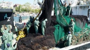 Karadenizli balıkçılar Marmara'da 'istavrit' peşinde