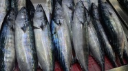 Karadenizli balıkçıların umudu 'Kestane Karası Fırtınası'