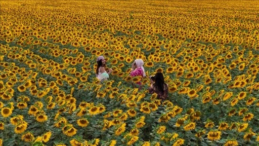 Karaman'da sarıya bürünen ayçiçeği tarlaları, fotoğraf tutkunlarını ağırlıyor