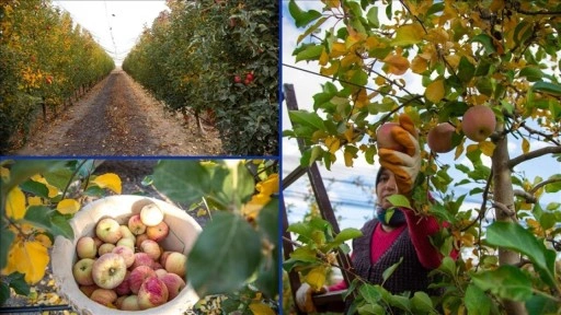 Karaman'da sezonun son elmaları özenle hasat ediliyor