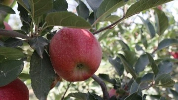 Karaman'da 1 milyon 750 bin elma ağacının bulunduğu bahçede hasat başladı